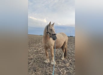 Gypsy Horse, Mare, 4 years, 13.2 hh, Palomino