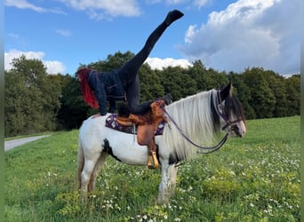 Gypsy Horse, Mare, 4 years, 13.3 hh, Pinto