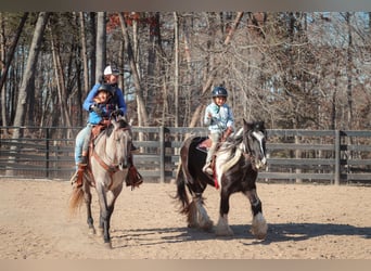 Gypsy Horse, Mare, 4 years, 13,3 hh, Pinto