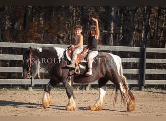 Gypsy Horse, Mare, 4 years, 13,3 hh, Pinto