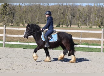 Gypsy Horse, Mare, 4 years, 13 hh, Black