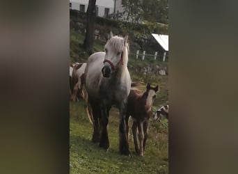 Gypsy Horse, Mare, 4 years, 13 hh, Gray-Dapple