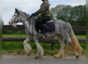 Gypsy Horse, Mare, 4 years, 13 hh, Roan-Blue