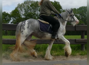 Gypsy Horse, Mare, 4 years, 13 hh, Roan-Blue