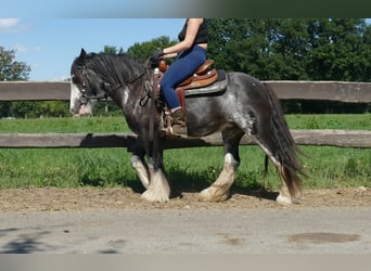 Gypsy Horse, Mare, 4 years, 13,1 hh, Pinto