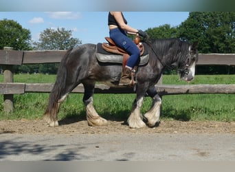 Gypsy Horse, Mare, 4 years, 13,1 hh, Pinto