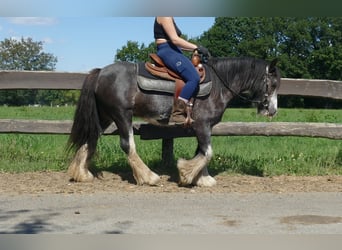 Gypsy Horse, Mare, 4 years, 13,1 hh, Pinto