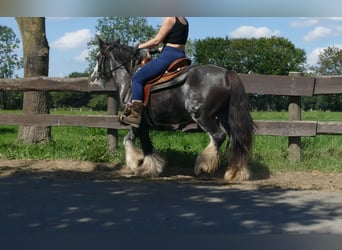 Gypsy Horse, Mare, 4 years, 13,1 hh, Pinto