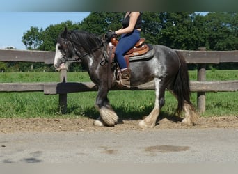 Gypsy Horse, Mare, 4 years, 13,1 hh, Pinto