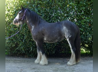 Gypsy Horse, Mare, 4 years, 13,1 hh, Pinto