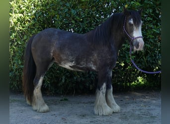Gypsy Horse, Mare, 4 years, 13,1 hh, Pinto