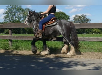 Gypsy Horse, Mare, 4 years, 13,1 hh, Pinto