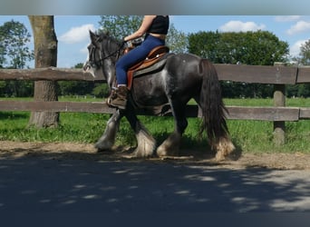 Gypsy Horse, Mare, 4 years, 13,1 hh, Pinto