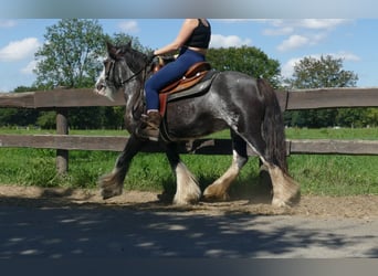 Gypsy Horse, Mare, 4 years, 13,1 hh, Pinto