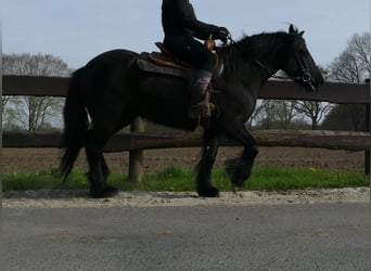 Gypsy Horse, Mare, 4 years, 13,2 hh, Black