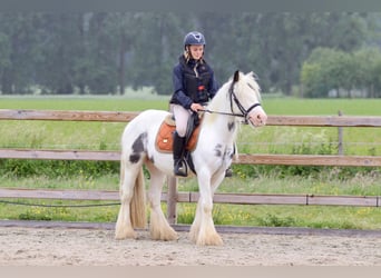 Gypsy Horse, Mare, 4 years, 13,2 hh, Roan-Blue