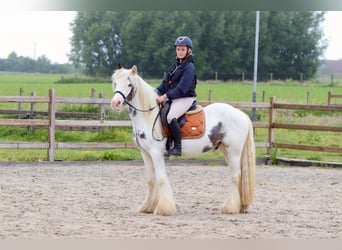 Gypsy Horse, Mare, 4 years, 13,2 hh, Roan-Blue