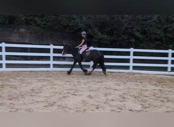 Gypsy Horse, Mare, 4 years, 14.1 hh, Bay-Dark