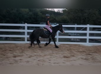 Gypsy Horse, Mare, 4 years, 14.1 hh, Bay-Dark