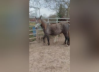 Gypsy Horse Mix, Mare, 4 years, 14.1 hh, Gray