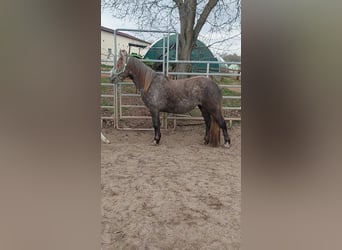 Gypsy Horse Mix, Mare, 4 years, 14.1 hh, Gray
