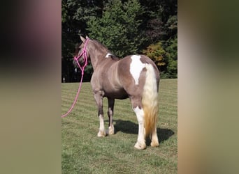 Gypsy Horse Mix, Mare, 4 years, 14.1 hh, Grullo