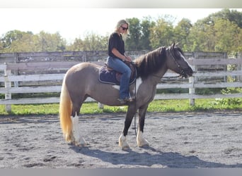 Gypsy Horse Mix, Mare, 4 years, 14.1 hh, Grullo