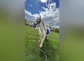 Gypsy Horse, Mare, 4 years, 14,1 hh, Palomino