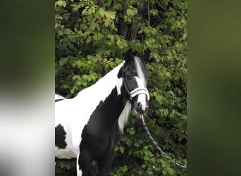 Gypsy Horse, Mare, 4 years, 14,1 hh, Pinto