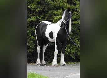 Gypsy Horse, Mare, 4 years, 14,1 hh, Pinto