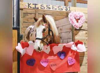 Gypsy Horse, Mare, 4 years, 14.1 hh, Pinto