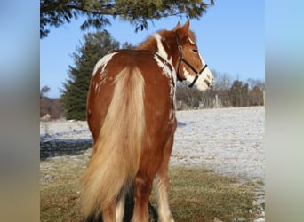 Gypsy Horse, Mare, 4 years, 14.1 hh, Pinto