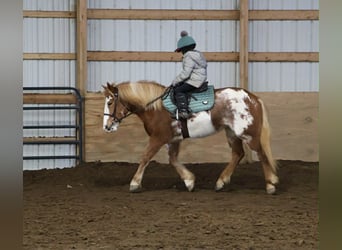 Gypsy Horse, Mare, 4 years, 14.1 hh, Pinto