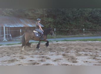 Gypsy Horse, Mare, 4 years, 14.2 hh, Bay-Dark Gypsy Horse, Mare, 4 years, 14.2 hh, Bay-Dark
