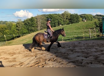 Gypsy Horse, Mare, 4 years, 14.2 hh, Bay-Dark Gypsy Horse, Mare, 4 years, 14.2 hh, Bay-Dark