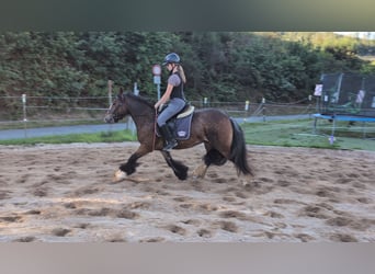 Gypsy Horse, Mare, 4 years, 14.2 hh, Bay-Dark Gypsy Horse, Mare, 4 years, 14.2 hh, Bay-Dark