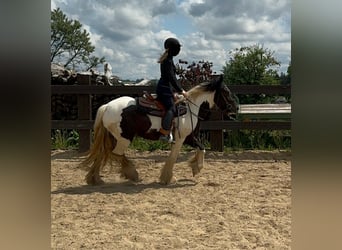 Gypsy Horse, Mare, 4 years, 14.2 hh, Pinto