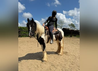 Gypsy Horse, Mare, 4 years, 14,2 hh, Pinto