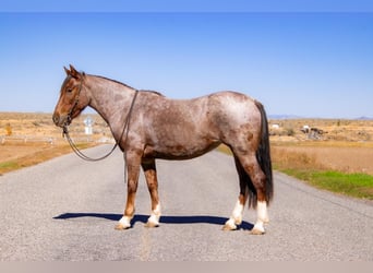 Gypsy Horse Mix, Mare, 4 years, 14.2 hh, Roan-Red