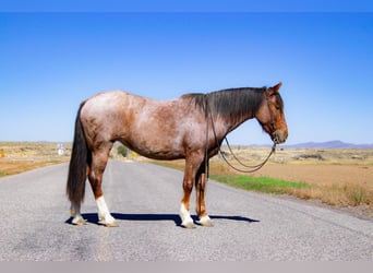 Gypsy Horse Mix, Mare, 4 years, 14.2 hh, Roan-Red