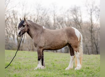 Gypsy Horse, Mare, 4 years, 14.2 hh, Tobiano-all-colors