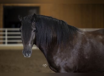 Gypsy Horse, Mare, 4 years, 14.3 hh, Brown