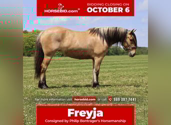 Gypsy Horse Mix, Mare, 4 years, 14.3 hh, Dun Gypsy Horse Mix, Mare, 4 years, 14.3 hh, Dun