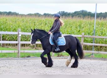 Tinker, Stute, 4 Jahre, 14 hh, Rappe