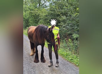 Gypsy Horse, Mare, 4 years, 14 hh, Brown