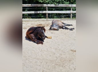 Gypsy Horse, Mare, 4 years, 14 hh, Brown