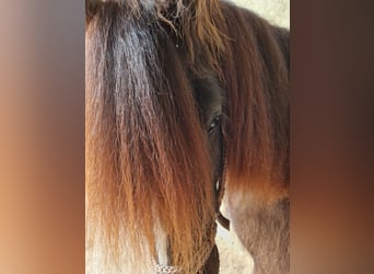 Gypsy Horse, Mare, 4 years, 14 hh, Brown