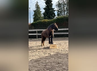 Gypsy Horse, Mare, 4 years, 14 hh, Brown