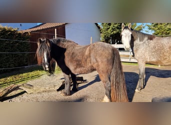 Gypsy Horse, Mare, 4 years, 14 hh, Brown