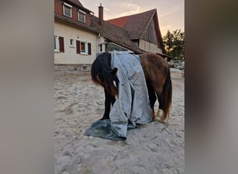 Gypsy Horse, Mare, 4 years, 14 hh, Brown